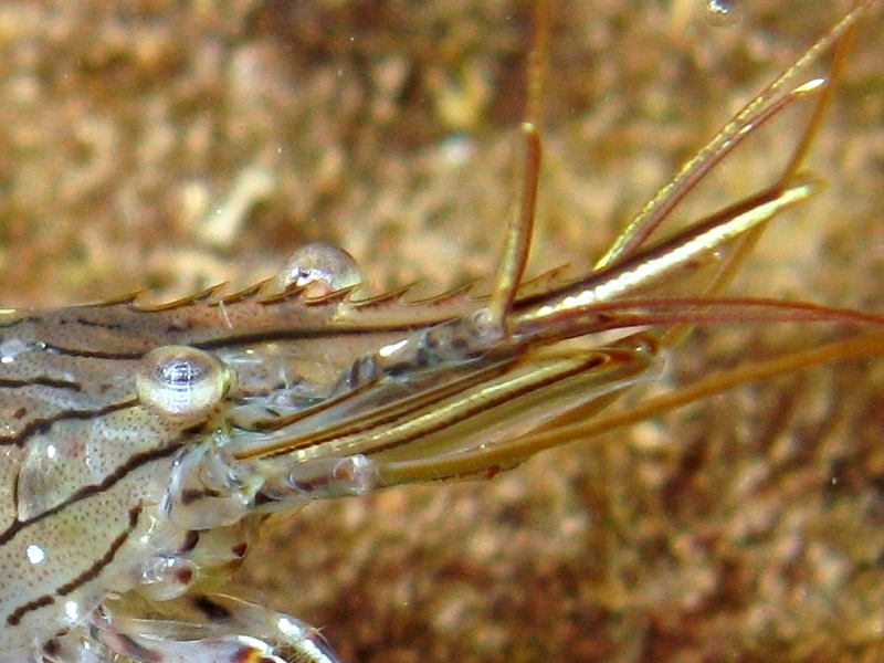 Differenze tra Palaemon serratus e Palaemon elegans